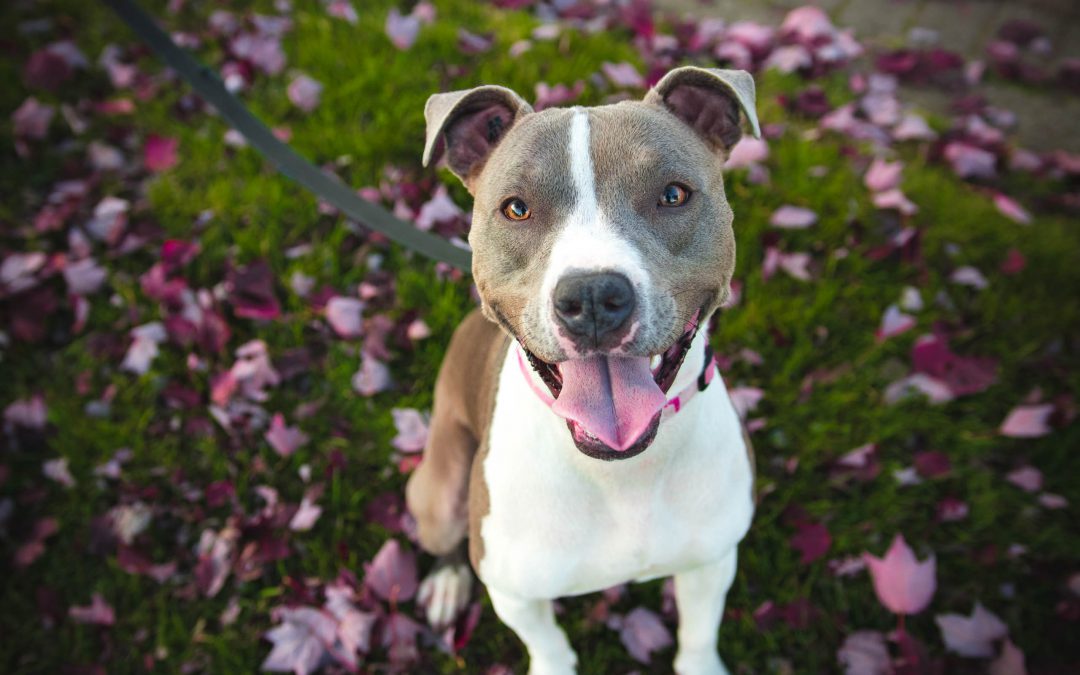 Het basisbioregulatiesysteem en fases van lichaamsvervuiling