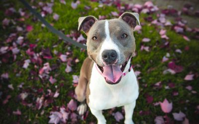 Het basisbioregulatiesysteem en fases van lichaamsvervuiling