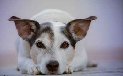 Waarom heeft mijn hond steeds vieze oren en een oorontsteking ?