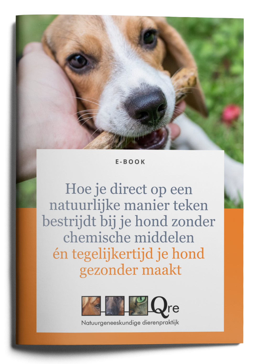 Waarom heeft mijn hond steeds vieze oren en een oorontsteking ? Qre